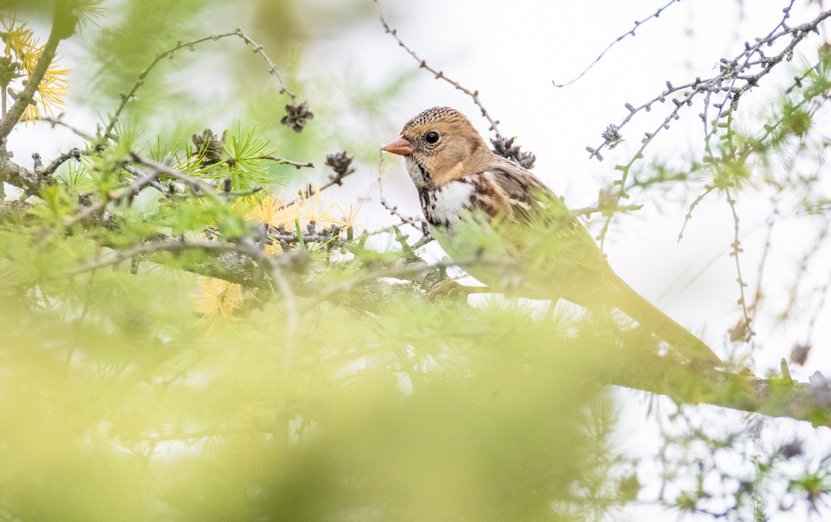 Harris's Sparrow - ML642789808