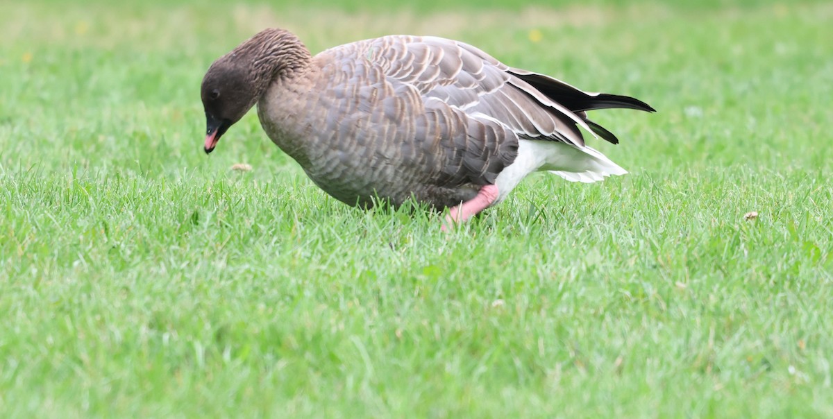 Pink-footed Goose - ML642789809