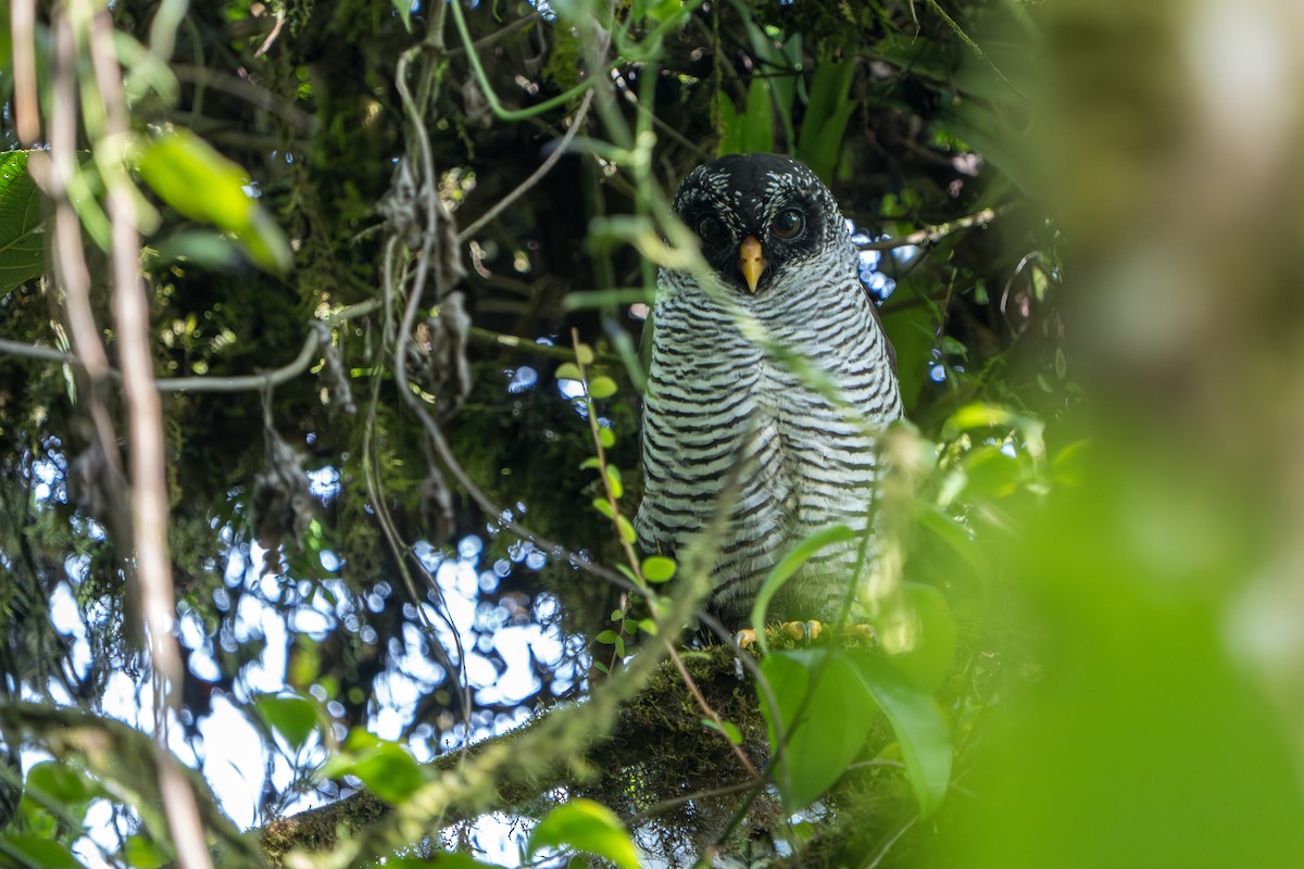 Black-and-white Owl - ML642789810