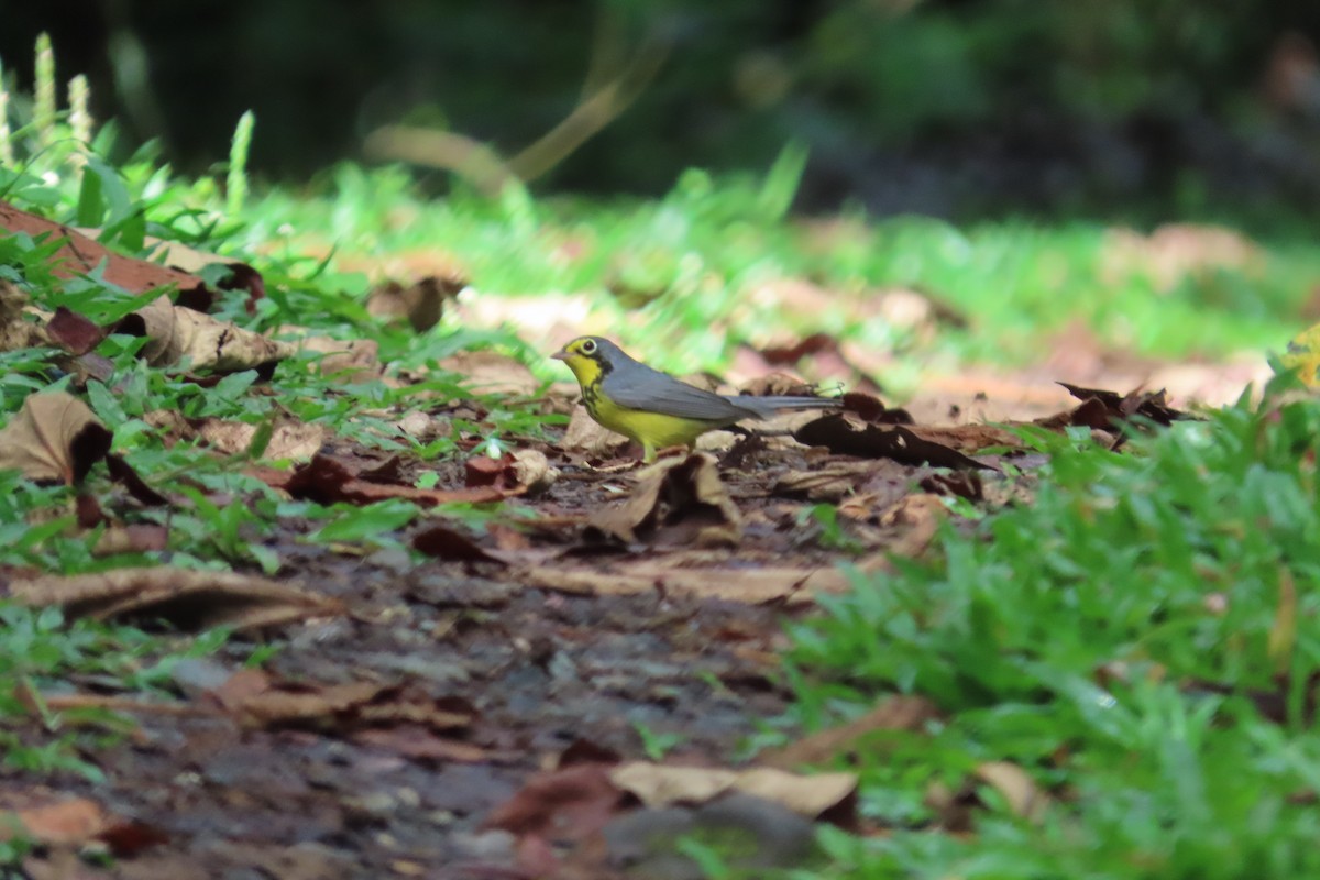 Canada Warbler - ML642789813
