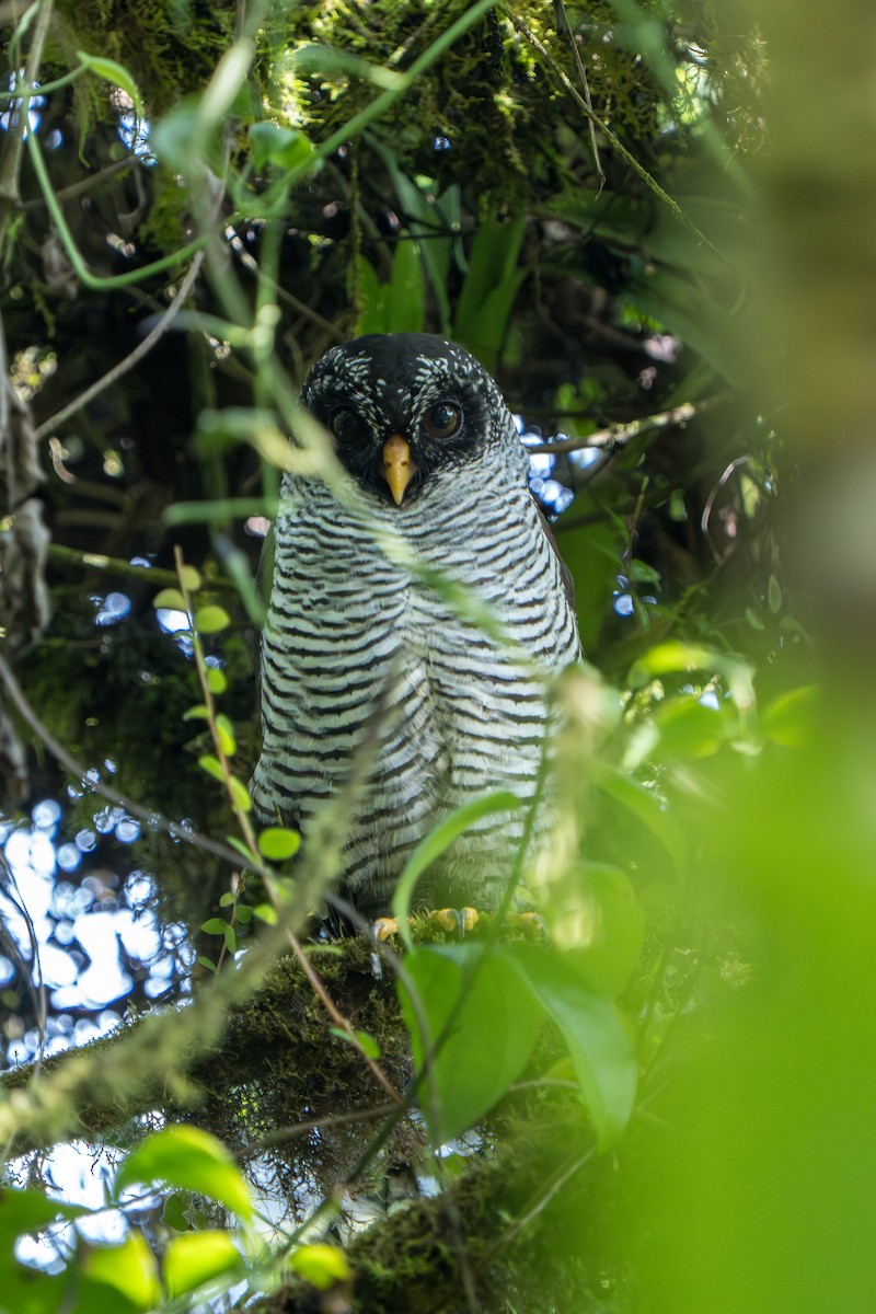 Black-and-white Owl - ML642789814