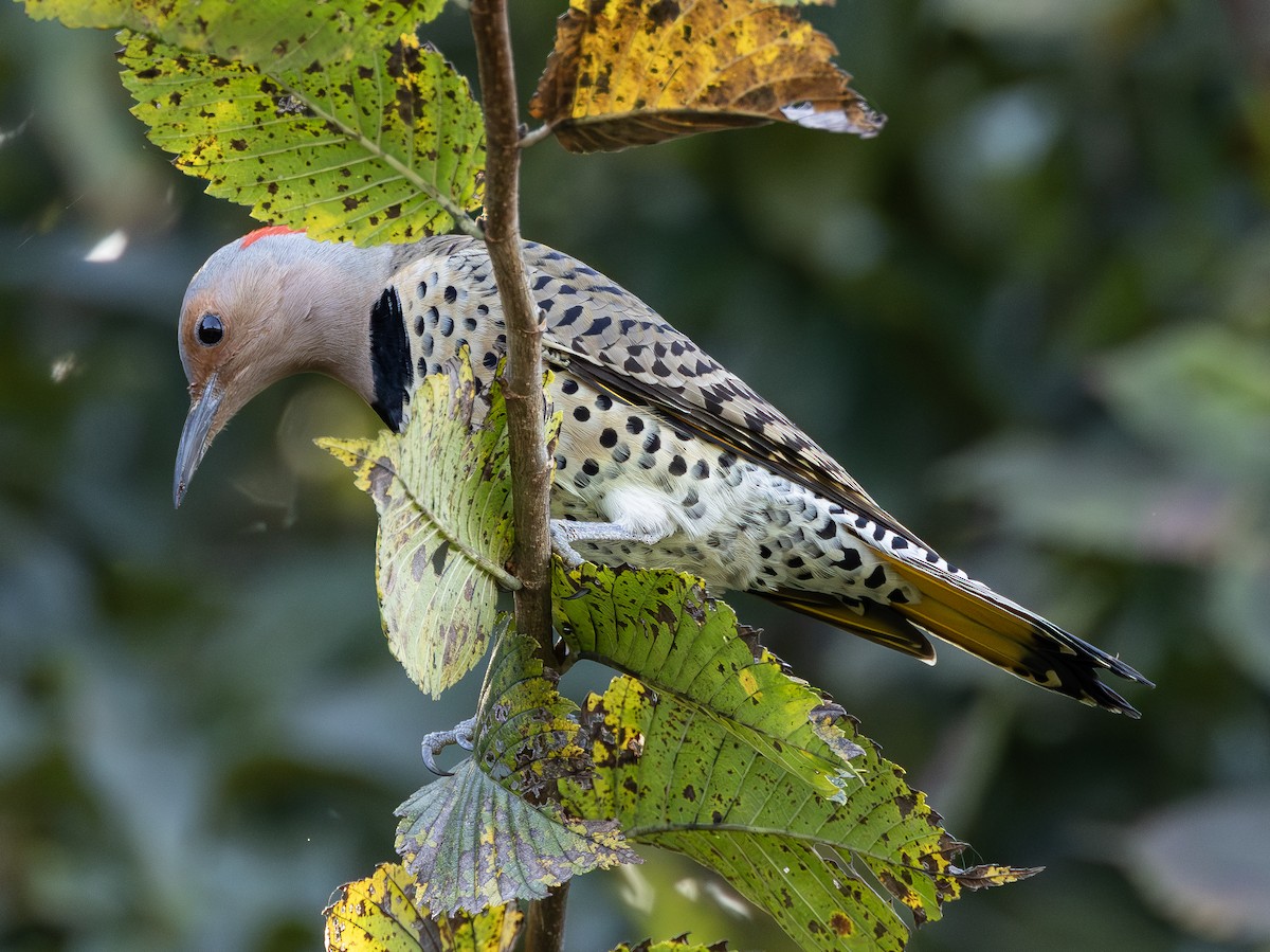 datel zlatý (ssp. auratus/luteus) - ML642789816