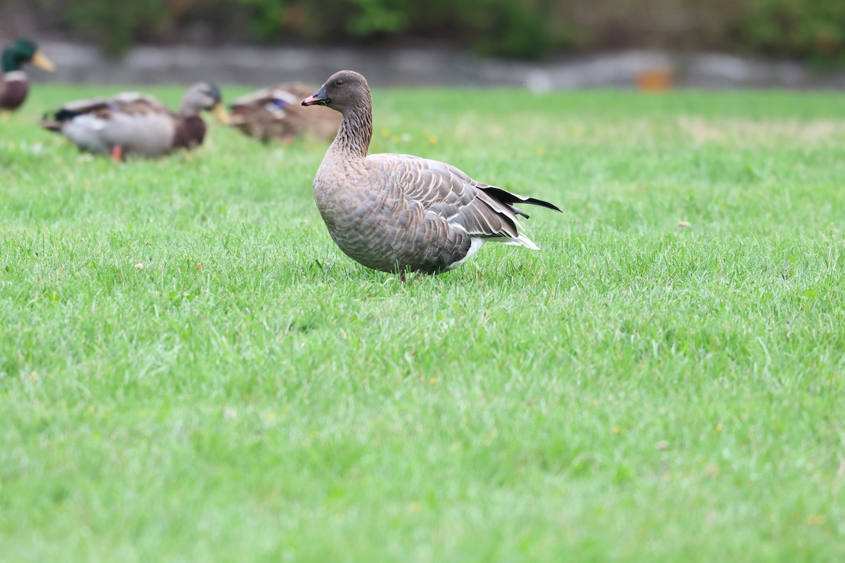 Pink-footed Goose - ML642789820