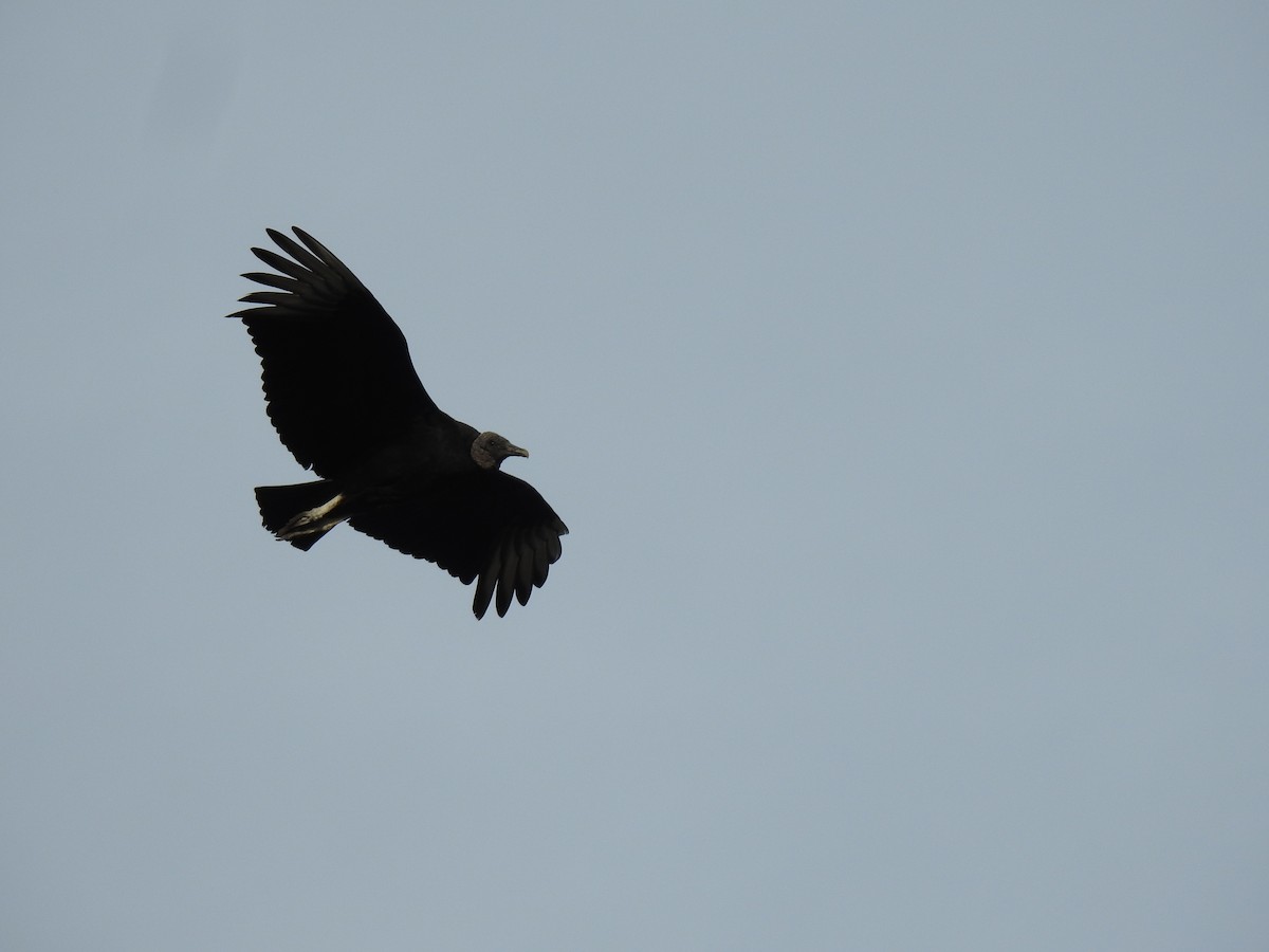 Black Vulture - ML642789826