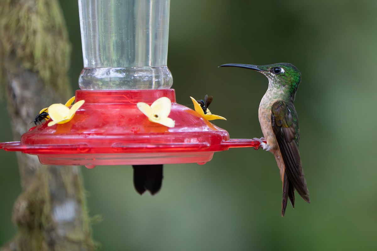 Fawn-breasted Brilliant - ML642789827