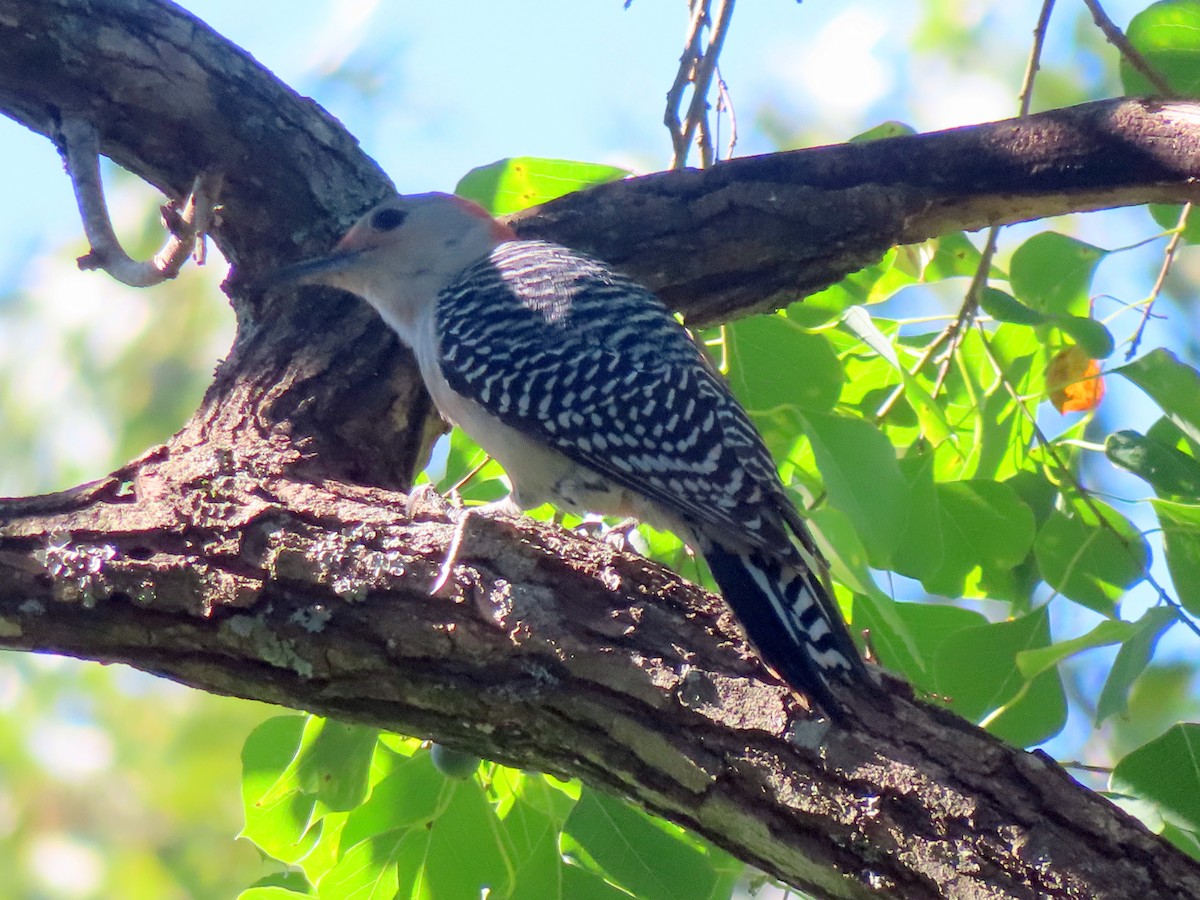 Red-bellied Woodpecker - ML642789839