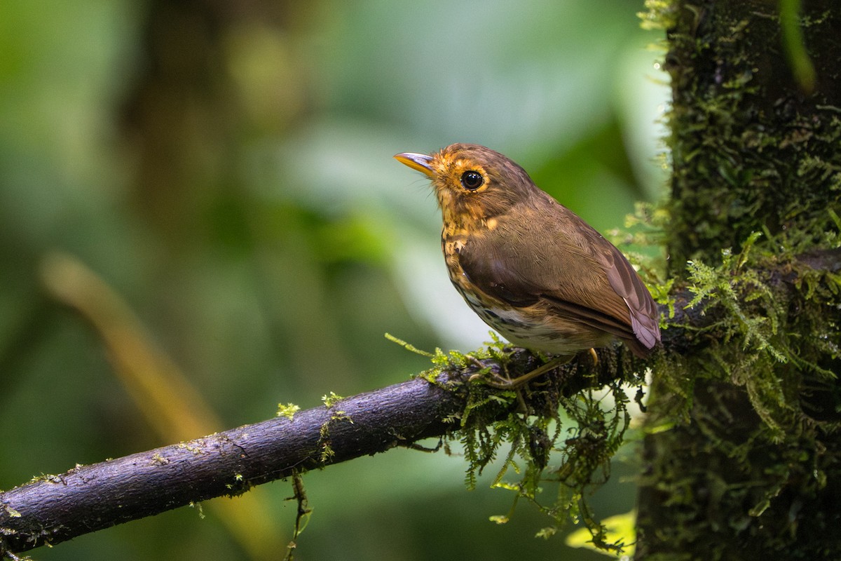Ochre-breasted Antpitta - ML642789841