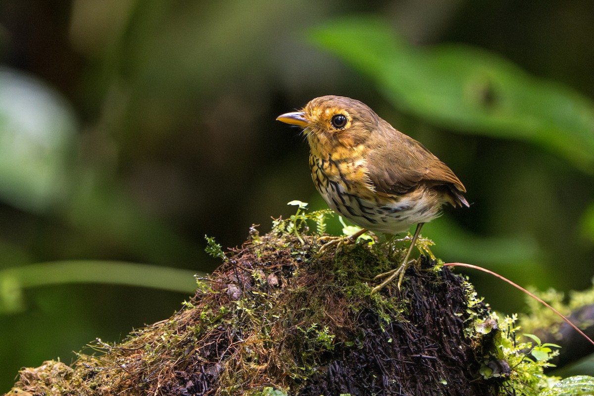Ochre-breasted Antpitta - ML642789842