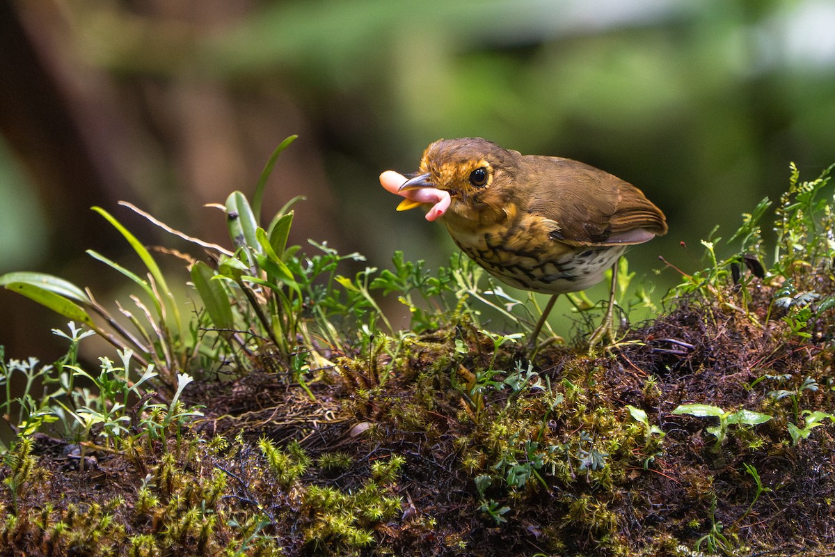 Ochre-breasted Antpitta - ML642789843