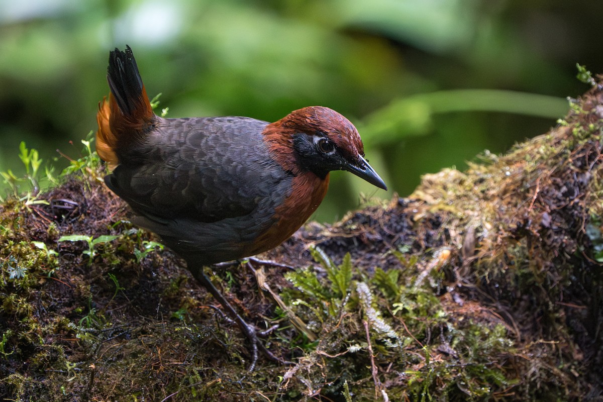 Rufous-breasted Antthrush - ML642789846