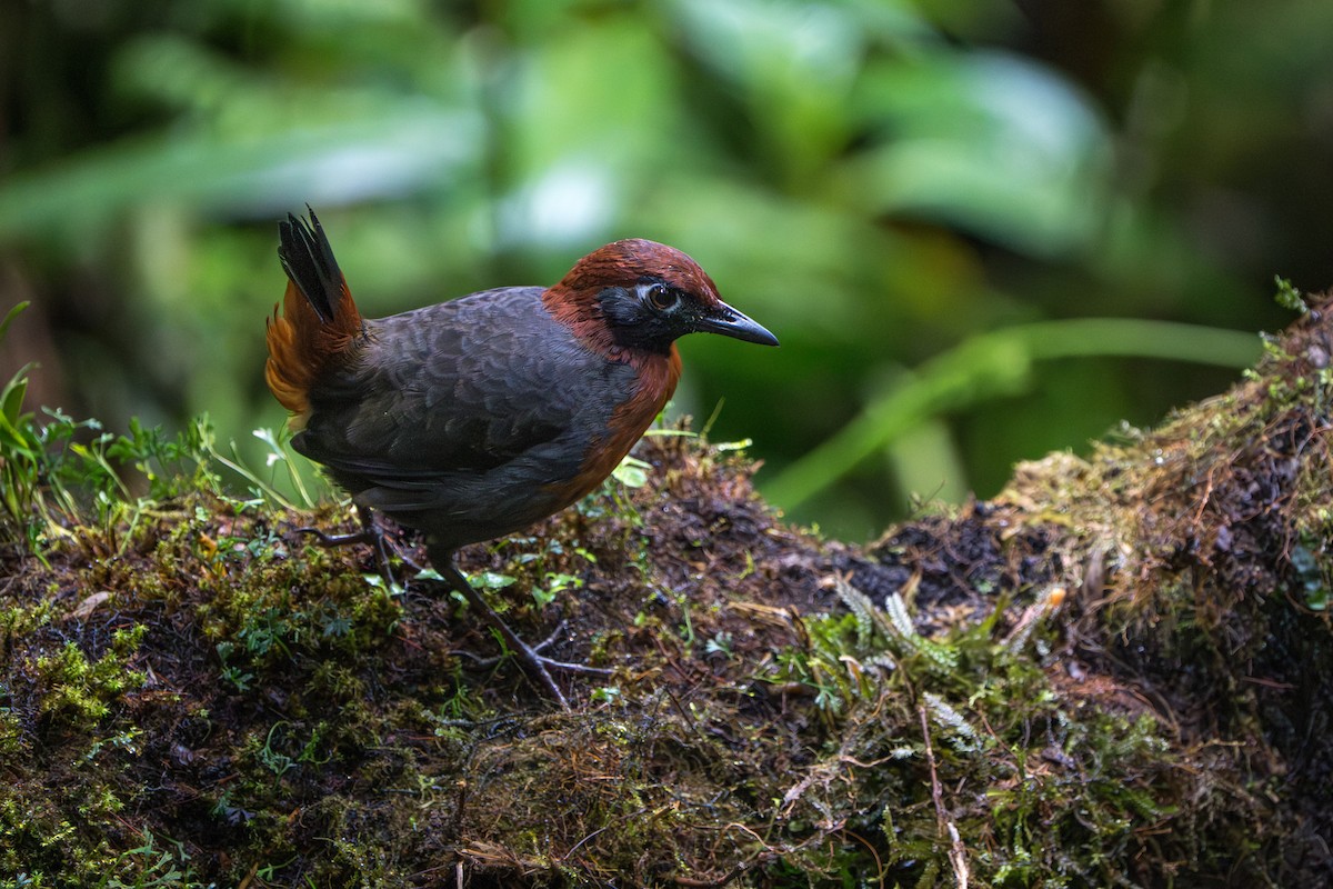 Rufous-breasted Antthrush - ML642789847