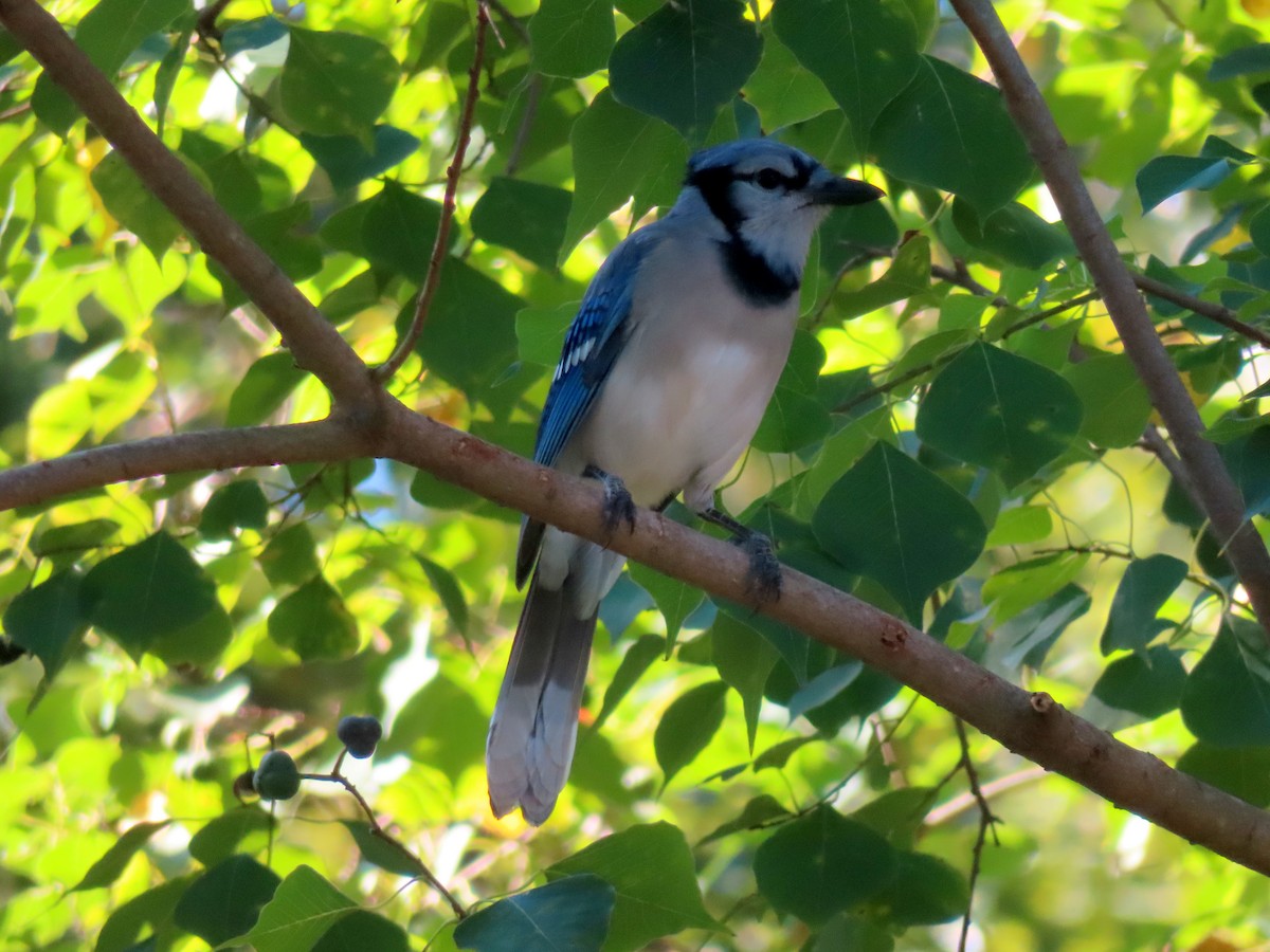 Blue Jay - ML642789848