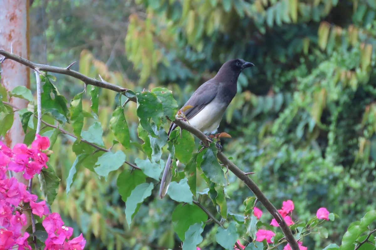 Brown Jay - ML642789861