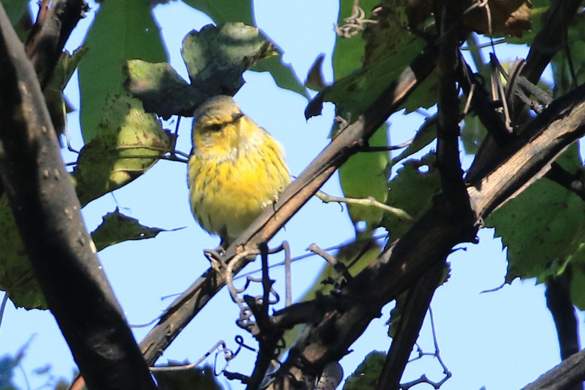 Cape May Warbler - ML642789865