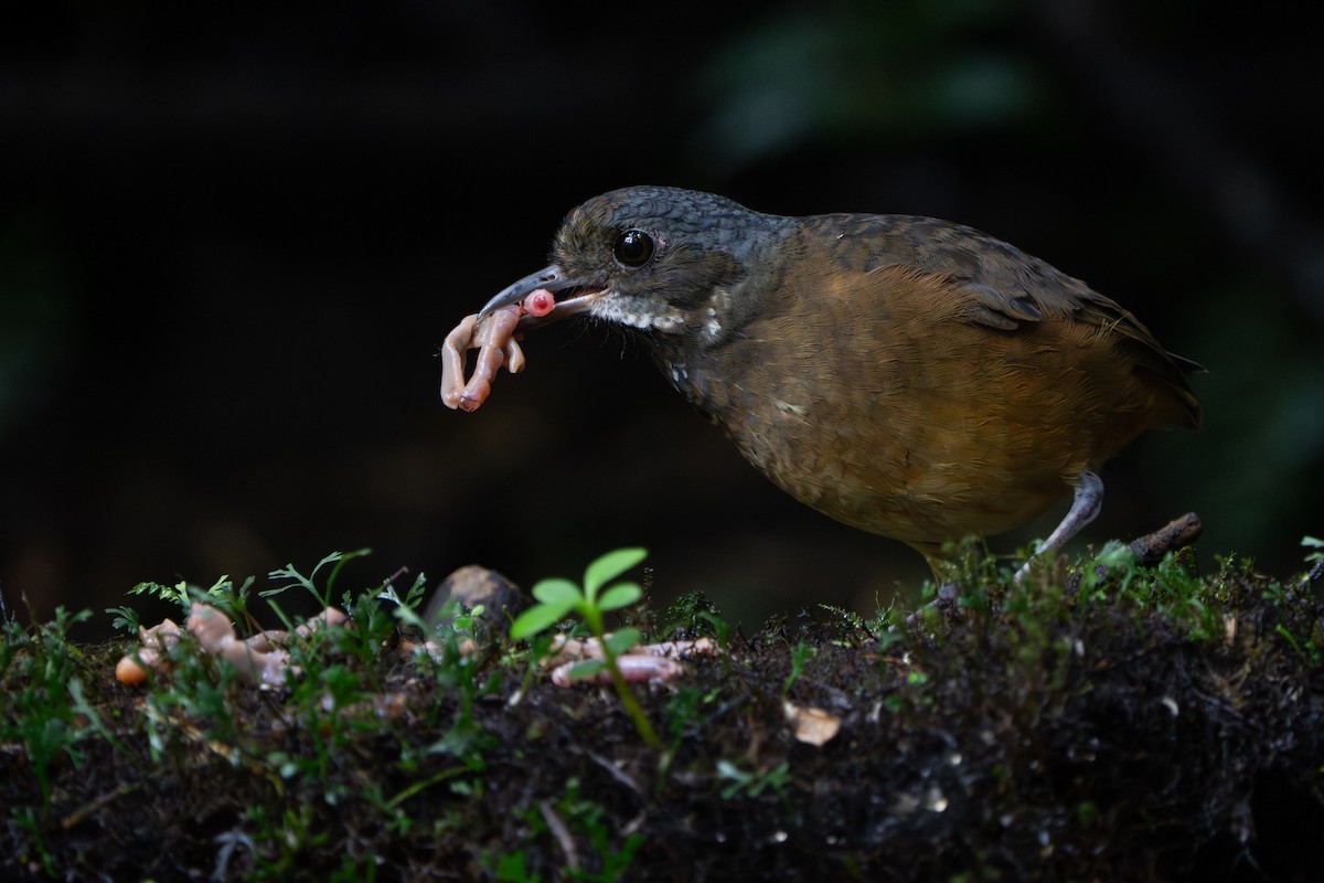 Moustached Antpitta - ML642789868