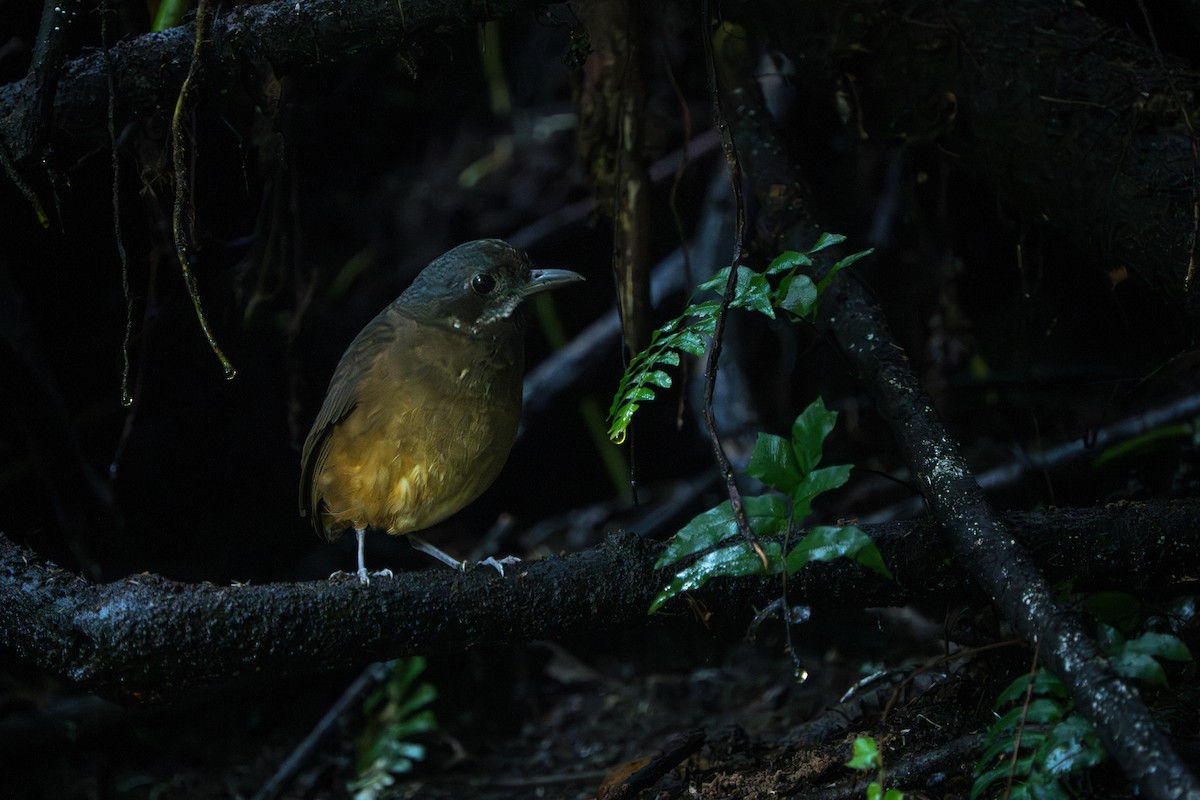 Moustached Antpitta - ML642789869