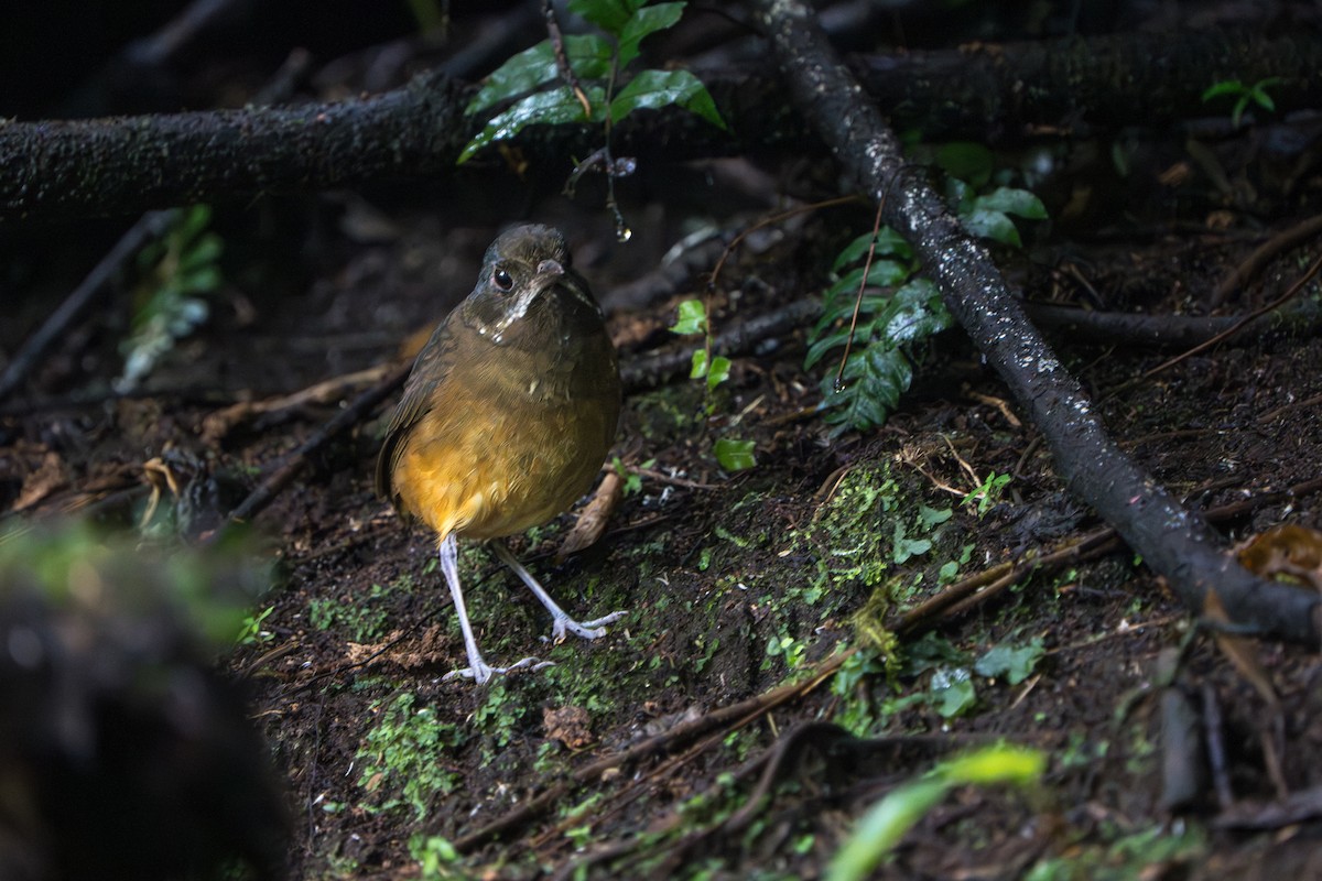 Moustached Antpitta - ML642789871