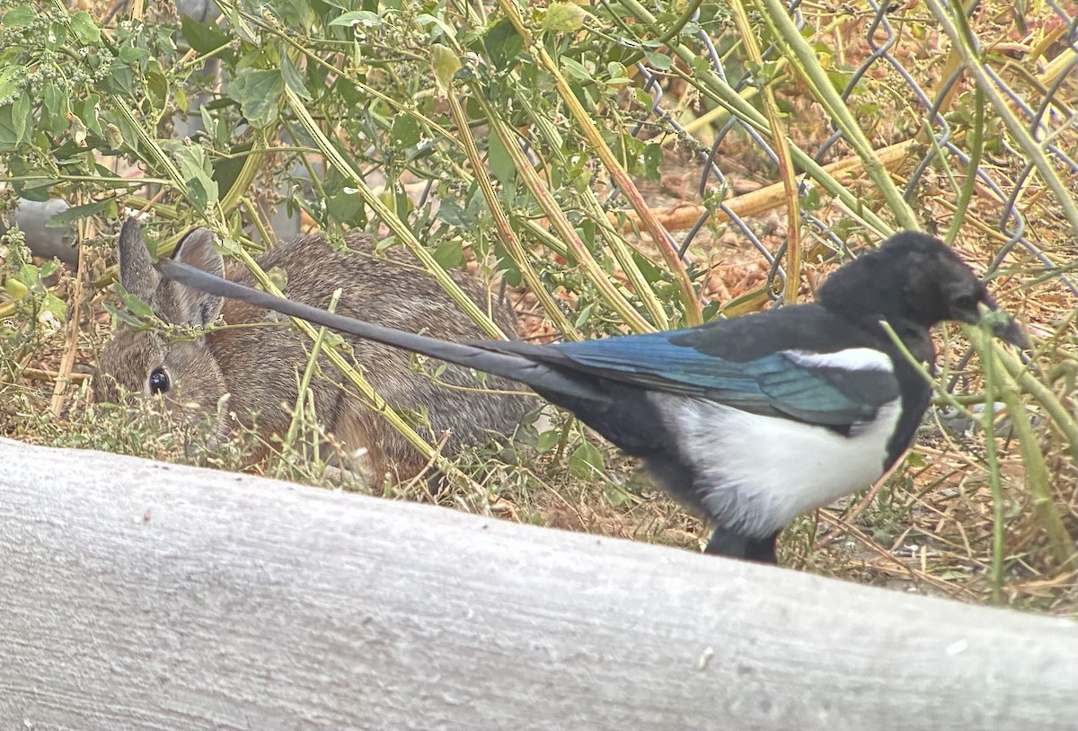Black-billed Magpie - ML642789876