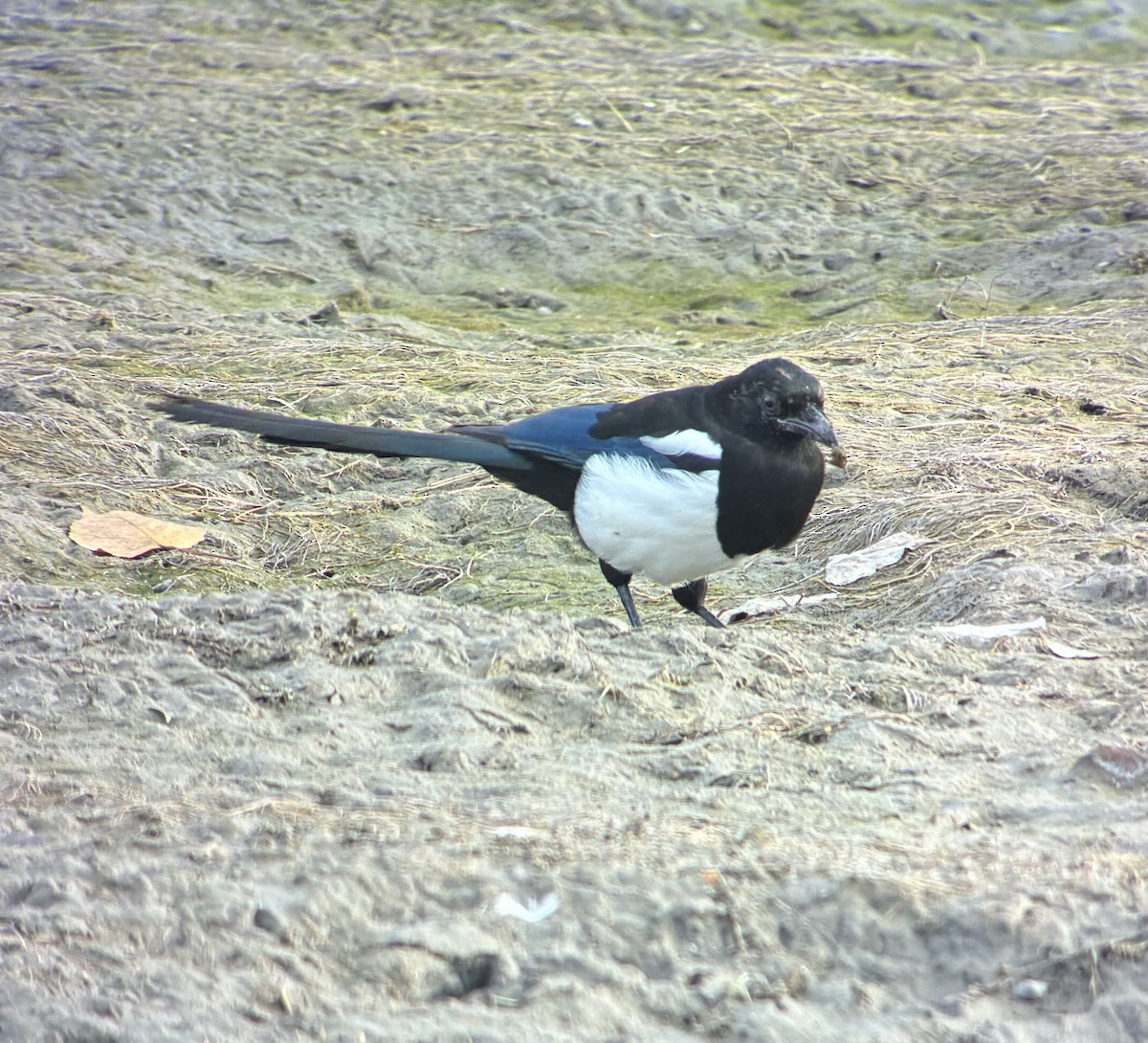 Black-billed Magpie - ML642789877