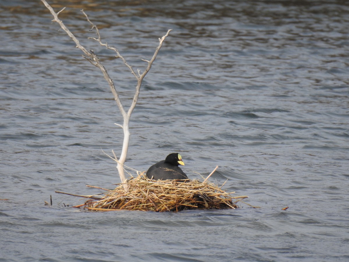 Red-gartered Coot - ML642789881