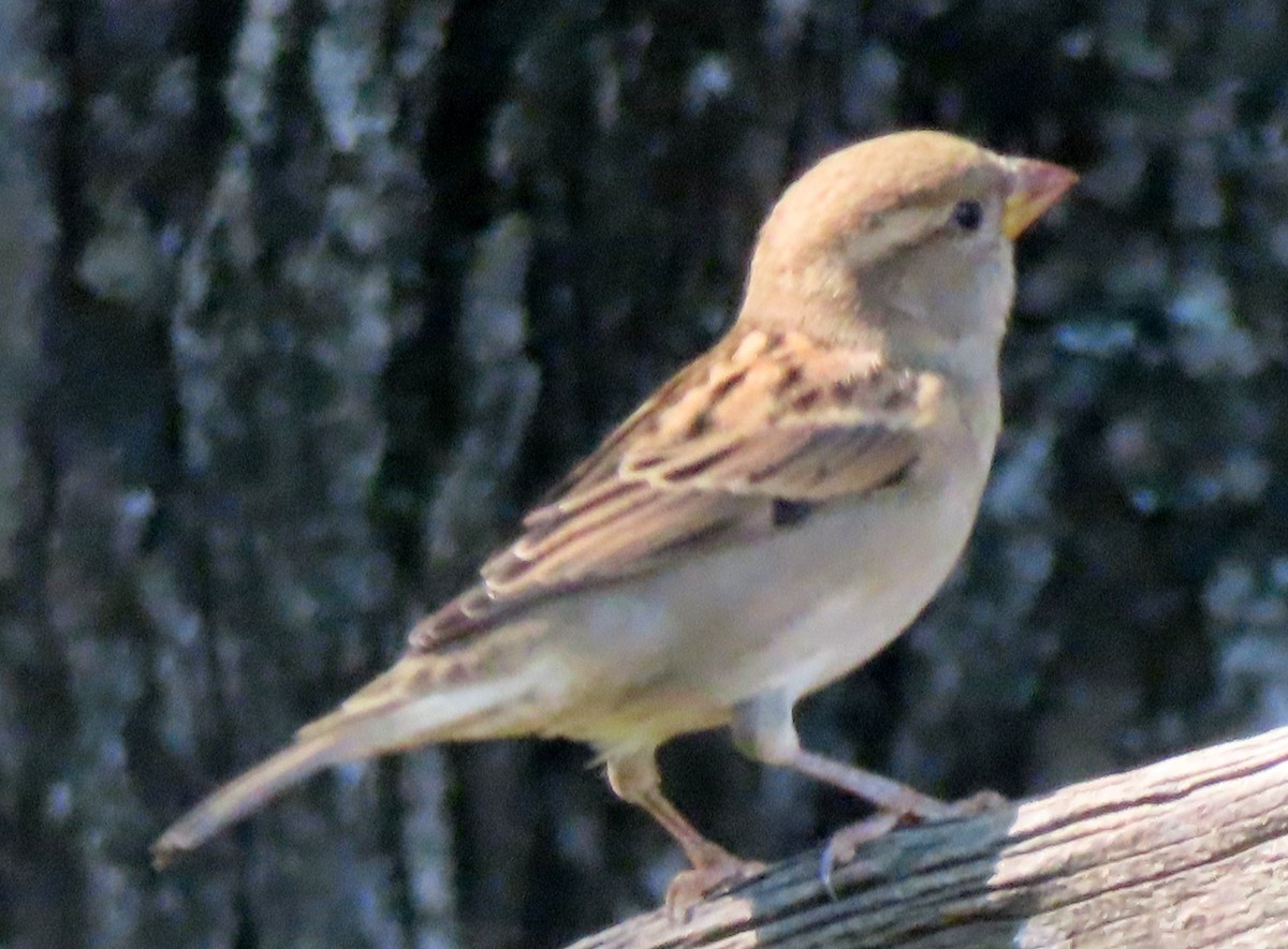 House Sparrow - ML642789884