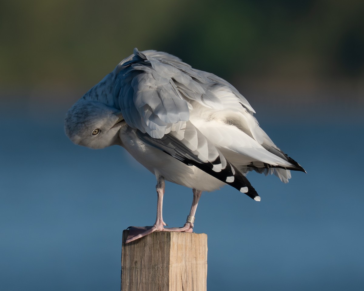 American Herring Gull - ML642789890