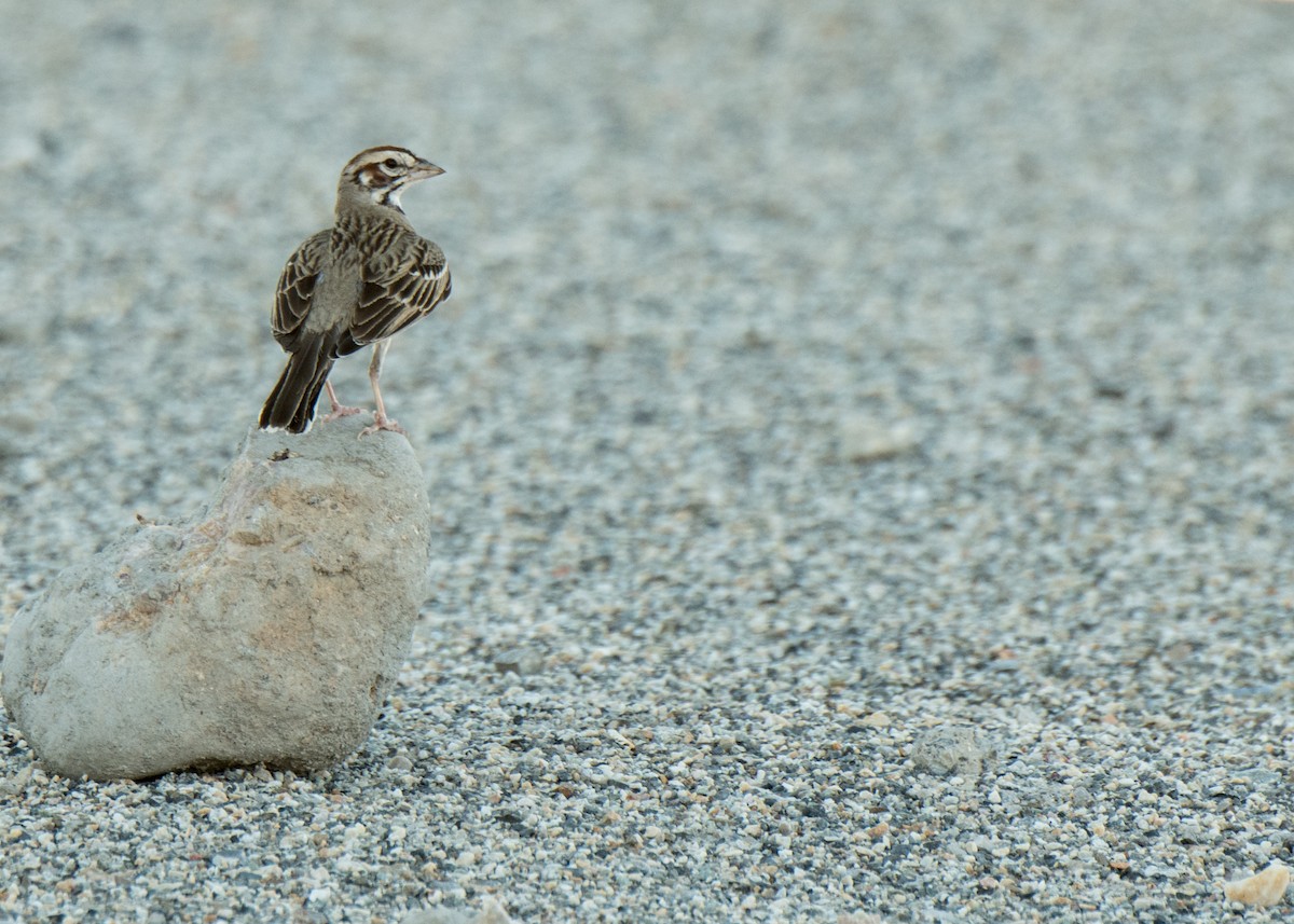 Lark Sparrow - ML642789891