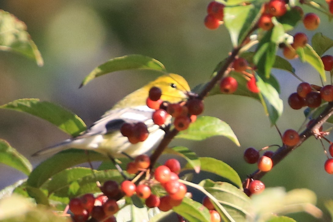 Black-throated Green Warbler - ML642789901