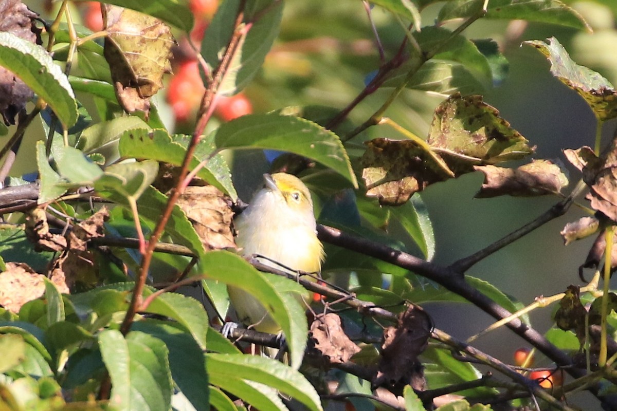 White-eyed Vireo - ML642789902