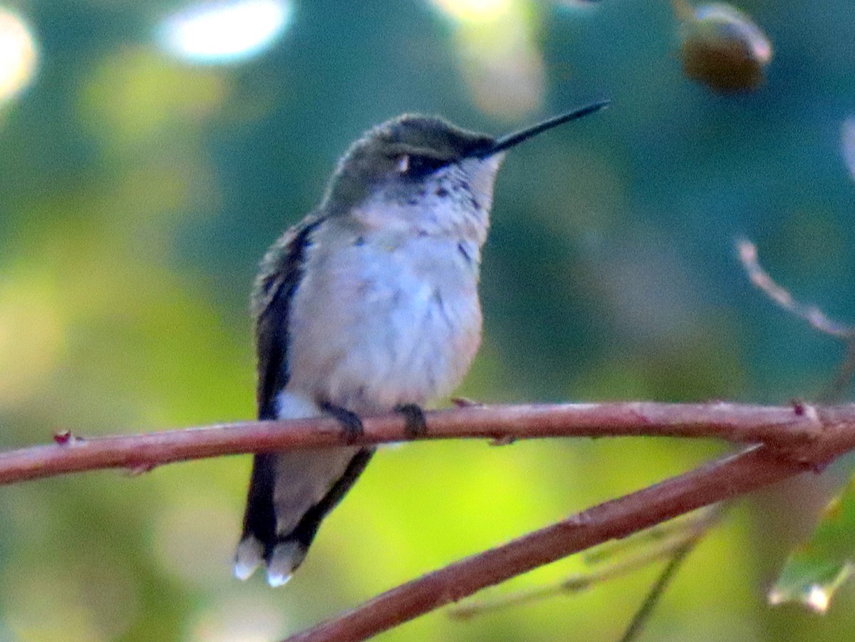 Ruby-throated Hummingbird - ML642789903