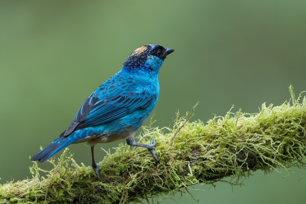 Golden-naped Tanager - ML642789909