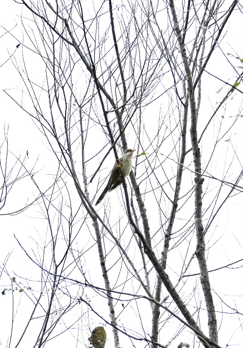 Yellow-billed Cuckoo - ML642789910