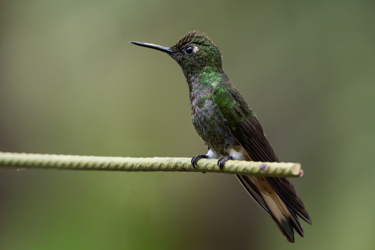 Buff-tailed Coronet - ML642789918