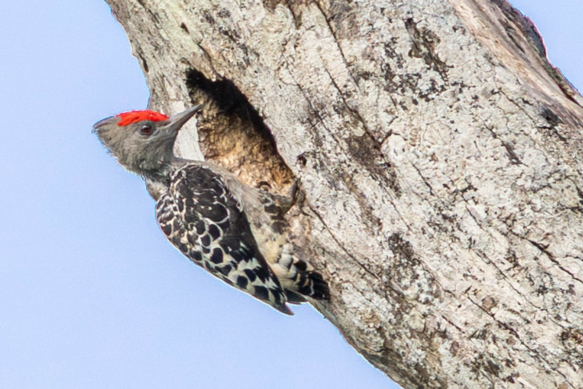 Gray-and-buff Woodpecker - ML642789921