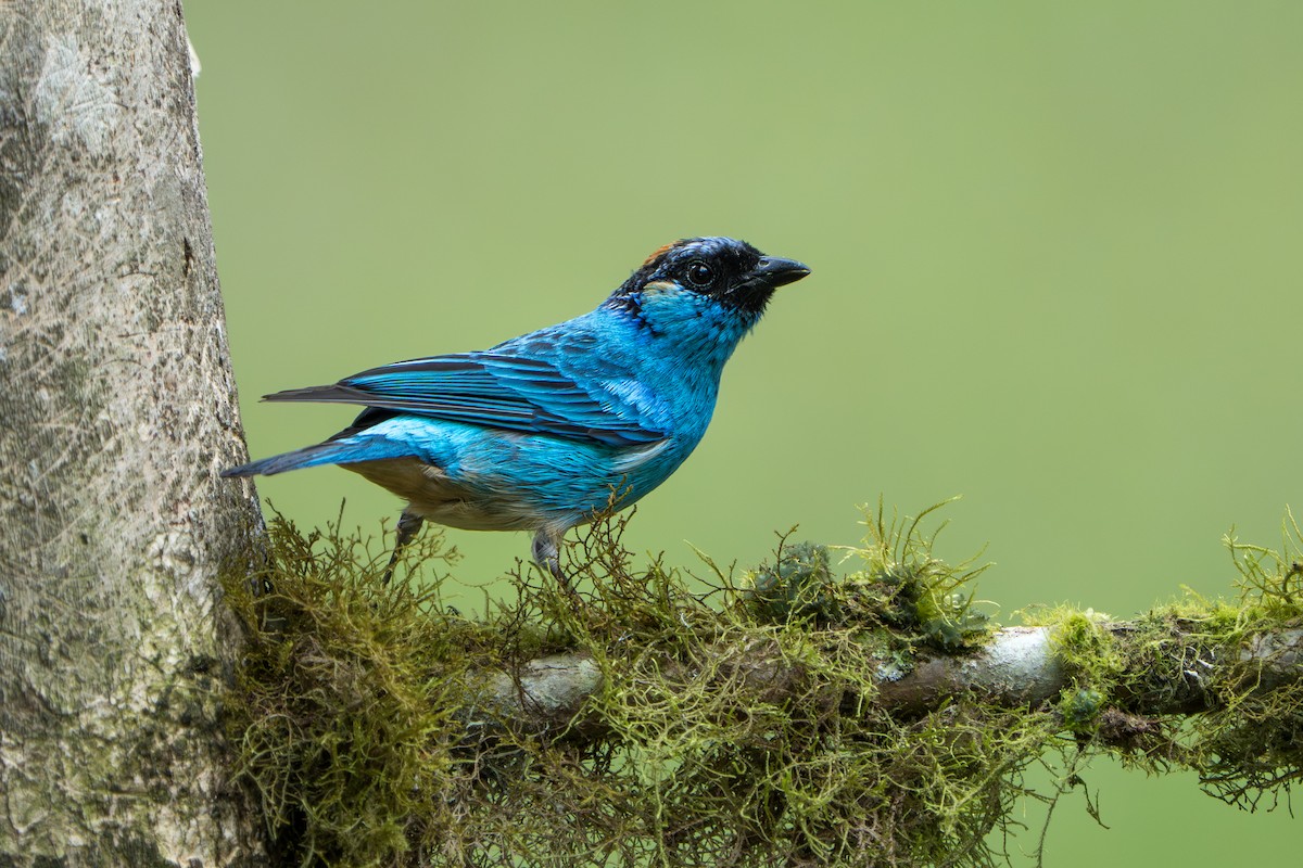 Golden-naped Tanager - ML642789923