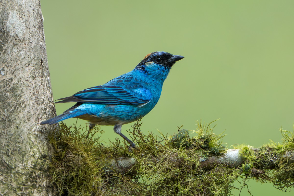 Golden-naped Tanager - ML642789924