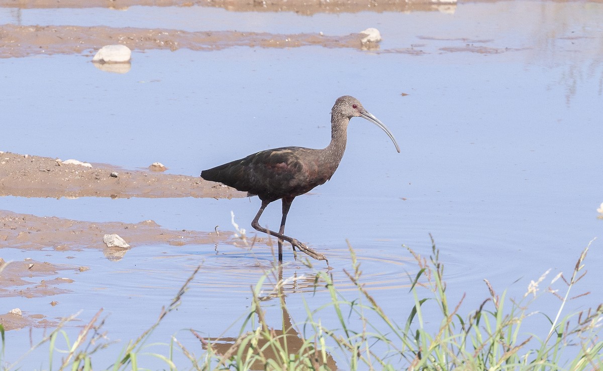 ibis americký - ML642789936