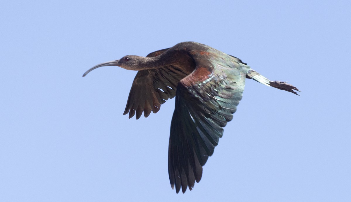ibis americký - ML642789937