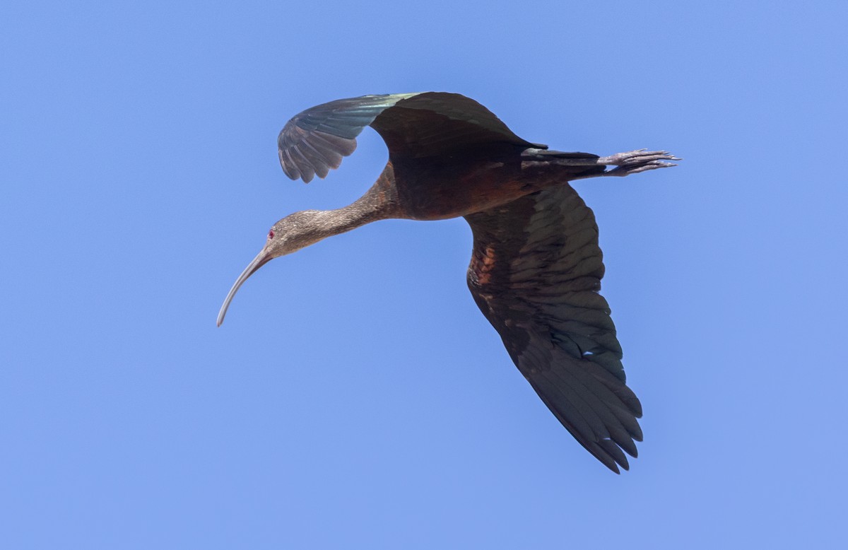ibis americký - ML642789938