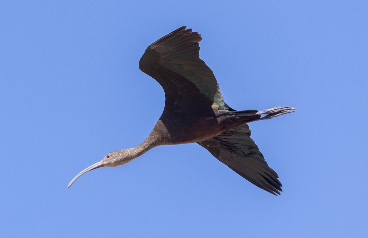 ibis americký - ML642789939