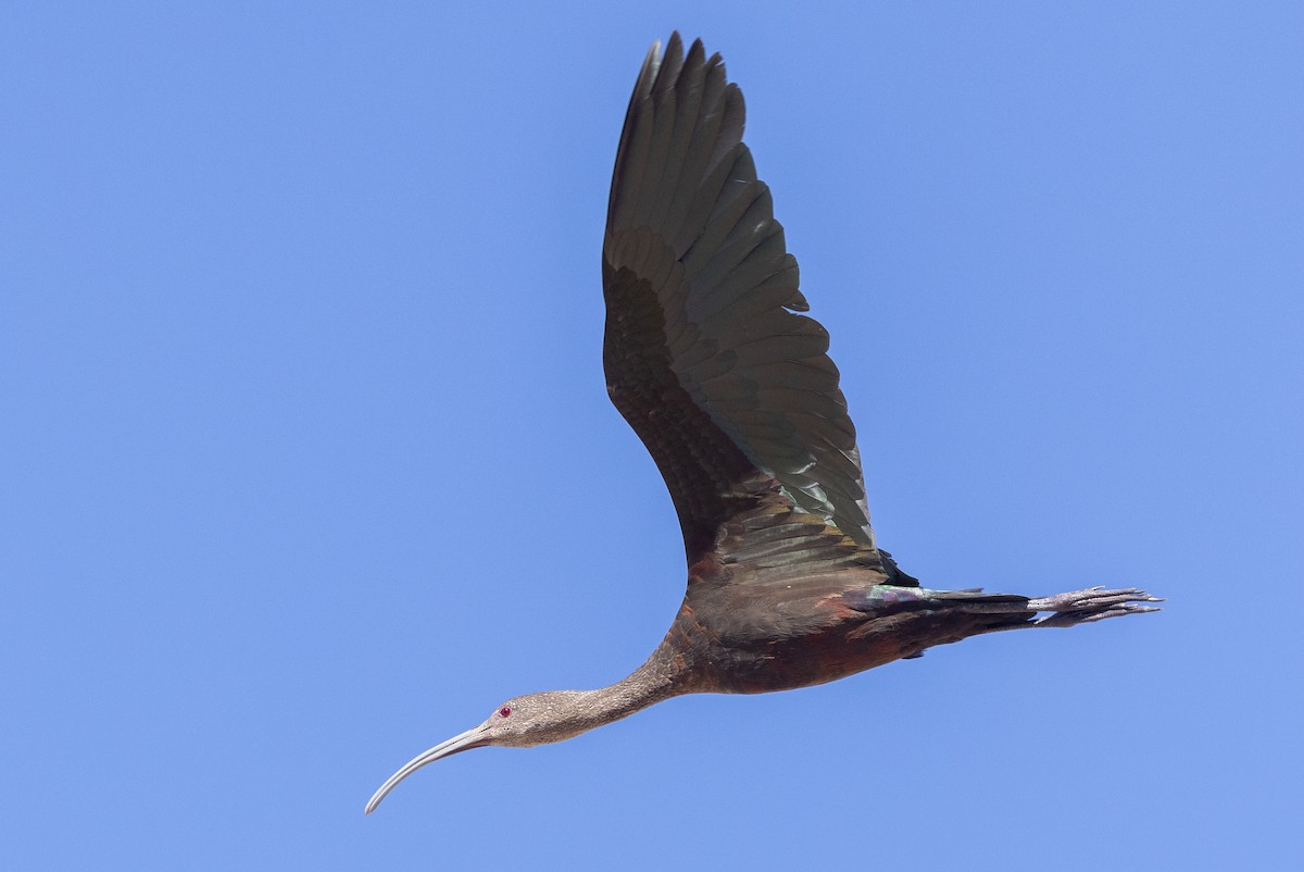 ibis americký - ML642789940