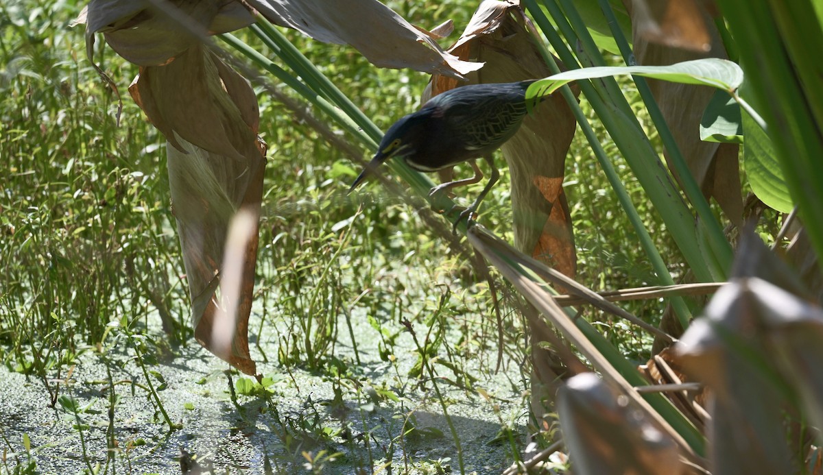 Green Heron - ML642789948