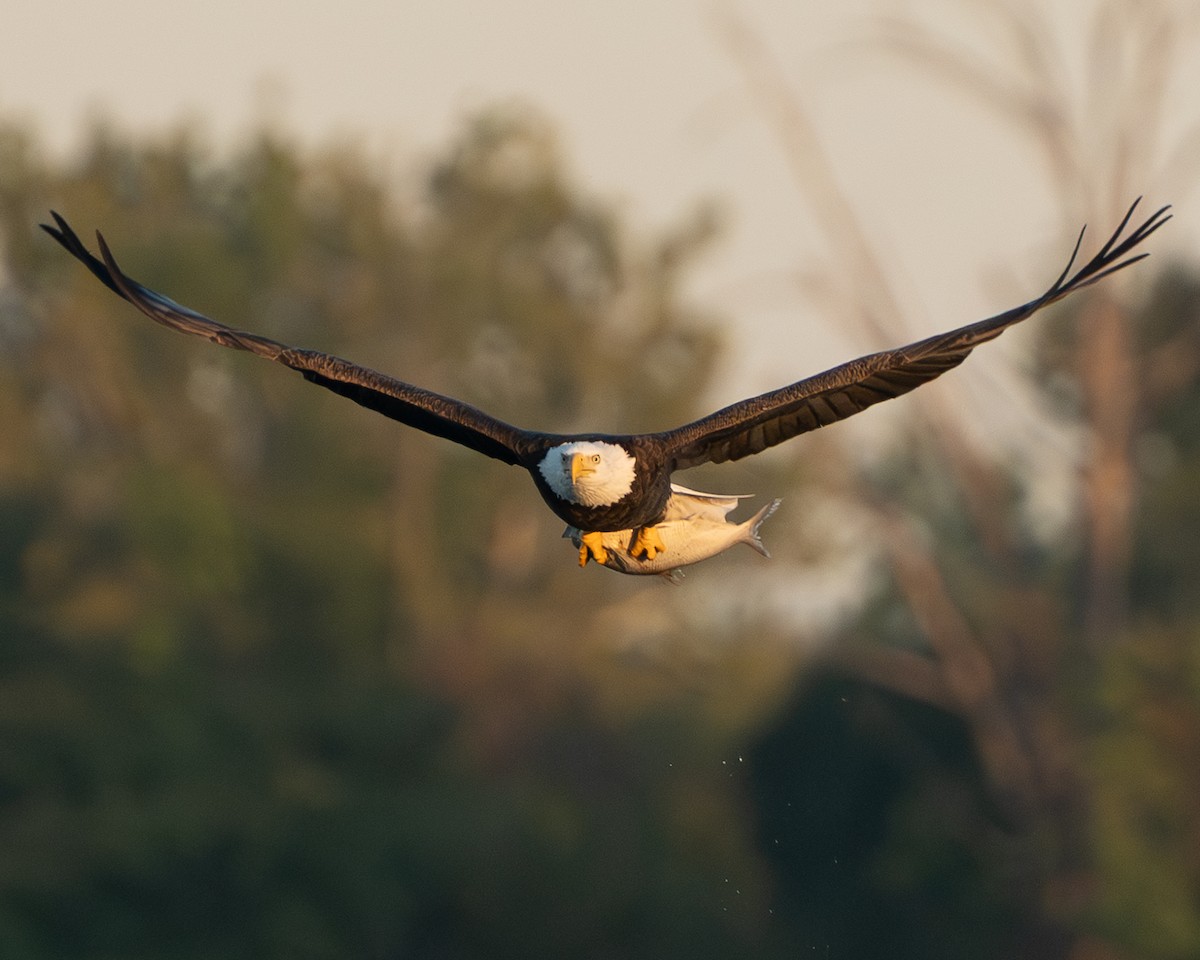 Bald Eagle - ML642789966