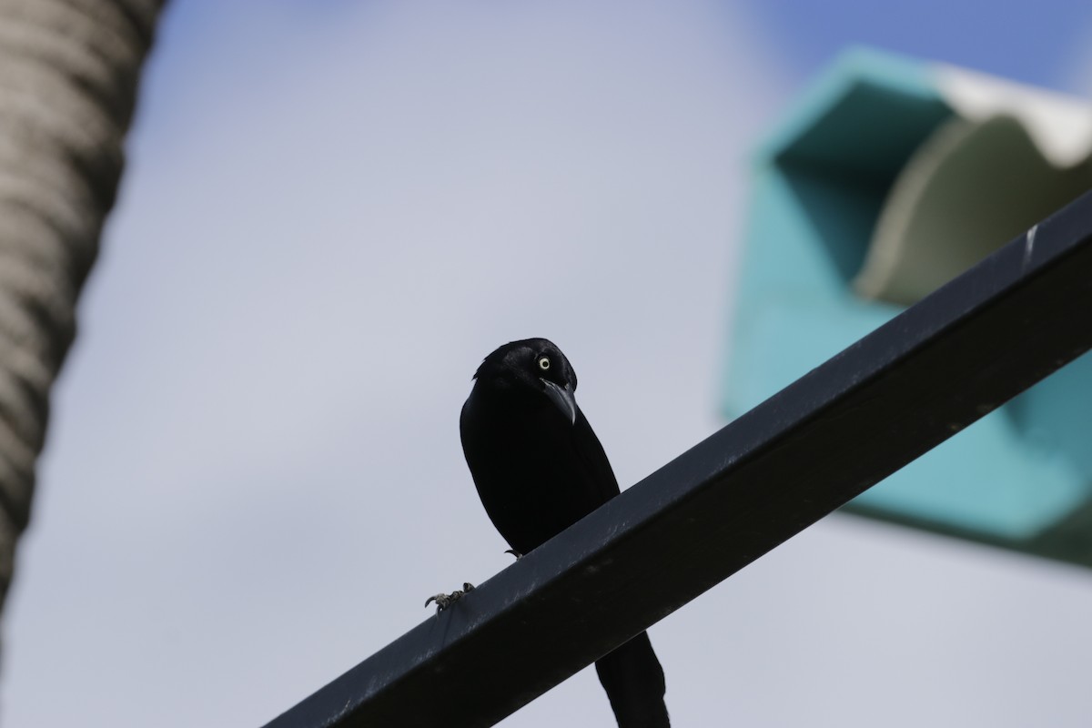 Carib Grackle - ML642789972