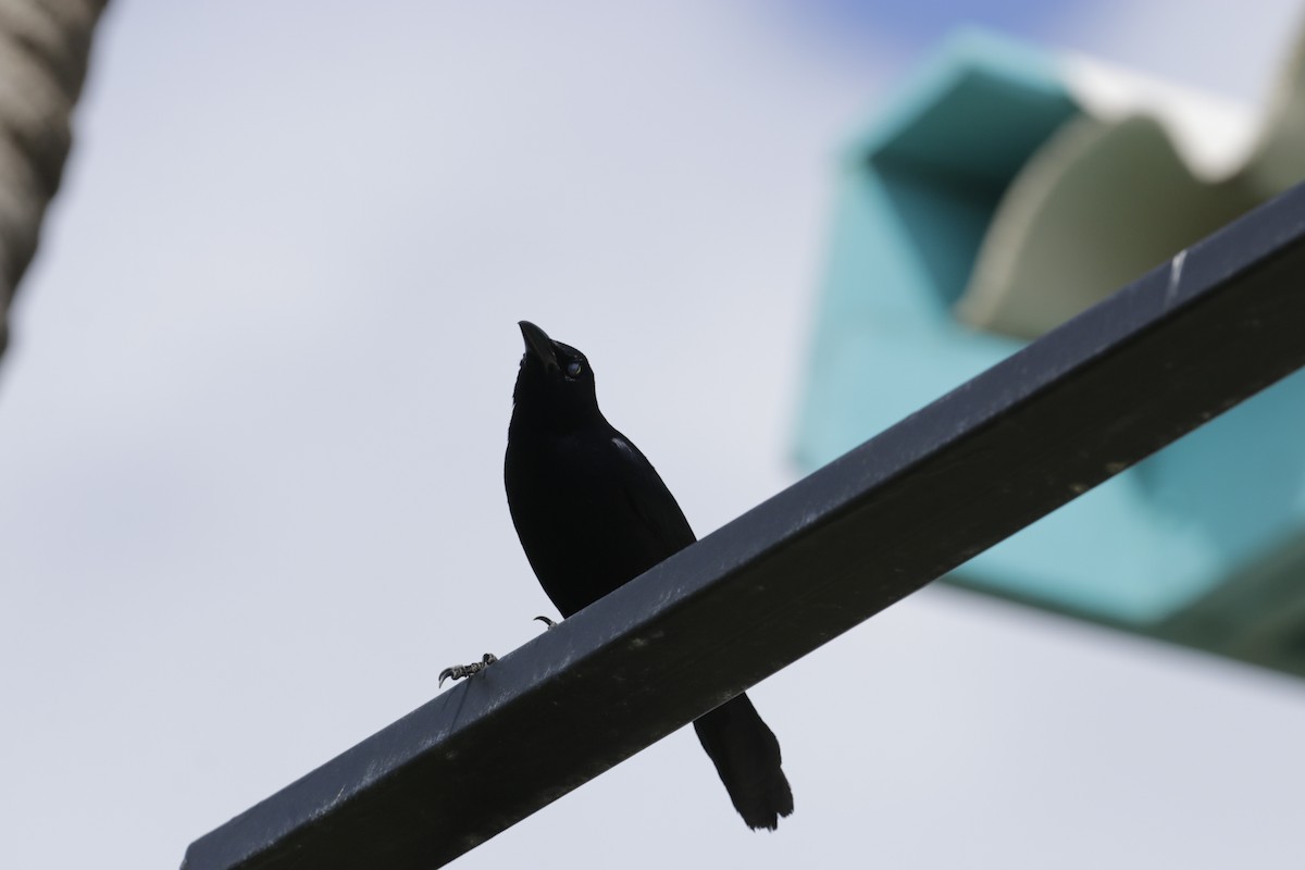 Carib Grackle - ML642789983