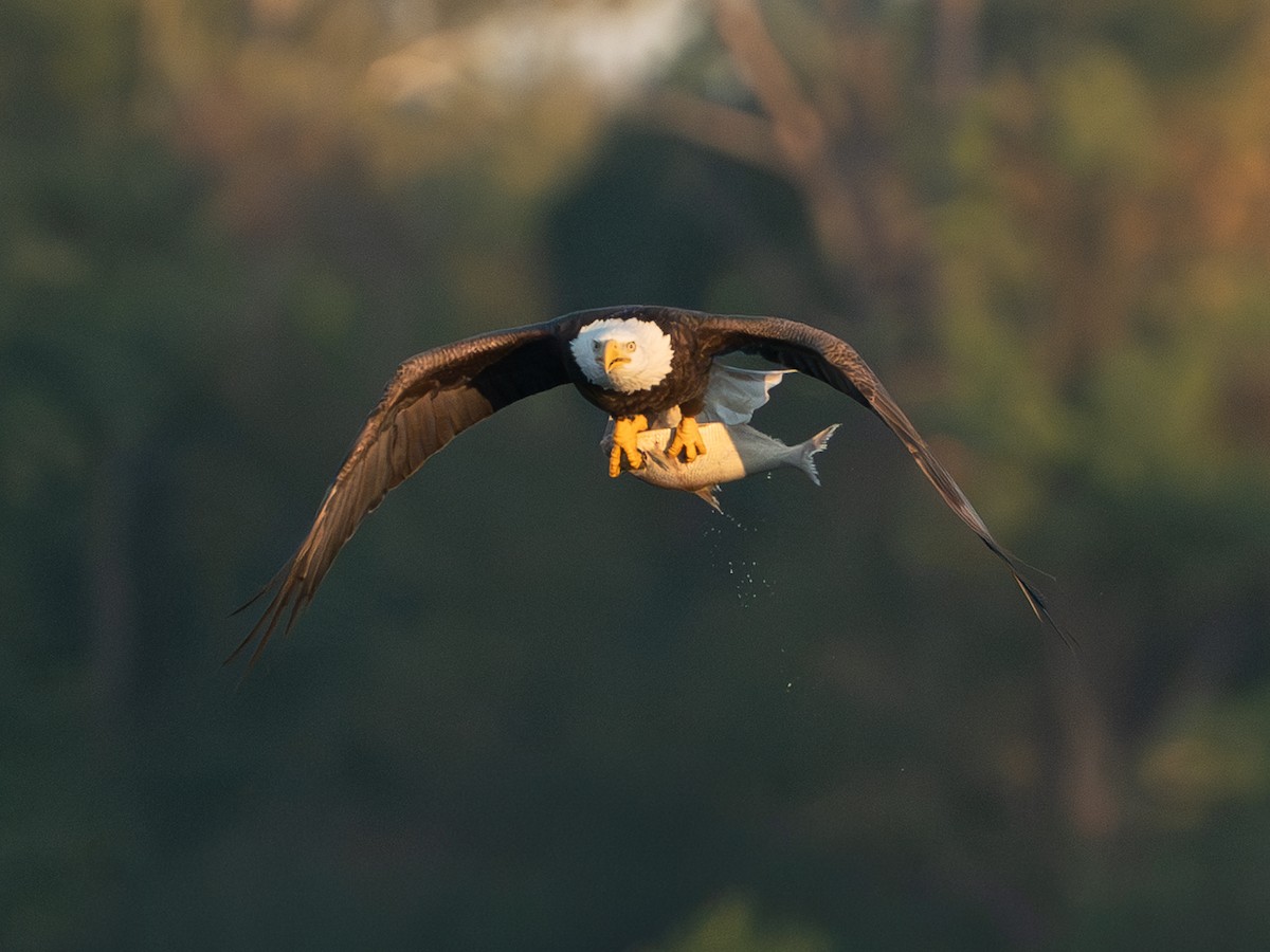 Bald Eagle - ML642789986