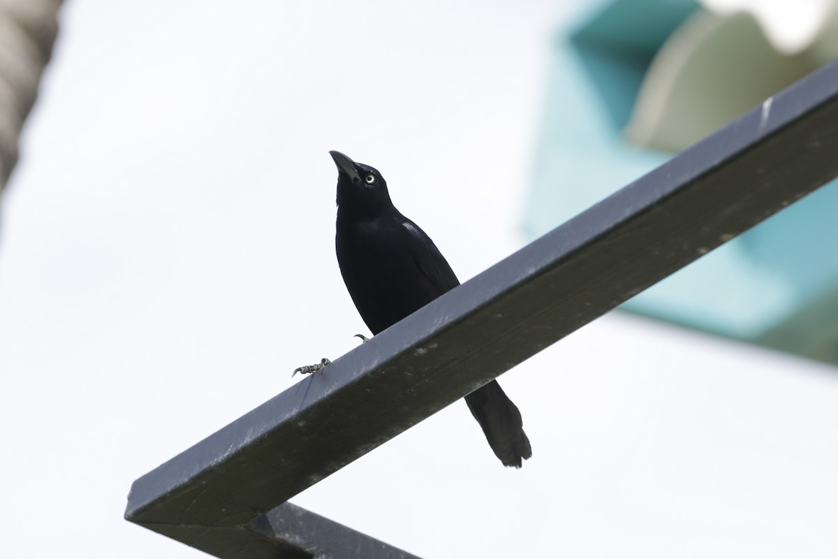 Carib Grackle - ML642789992