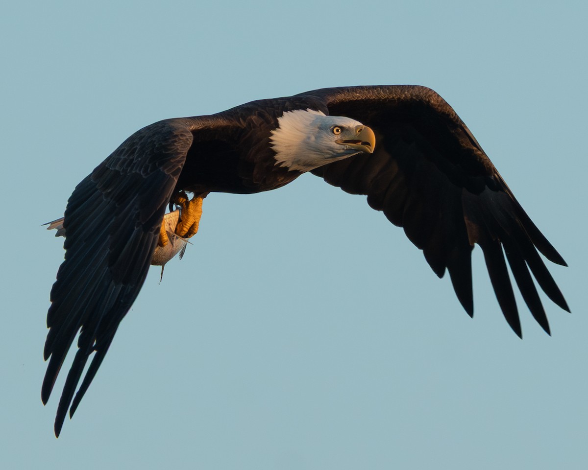 Bald Eagle - ML642790001