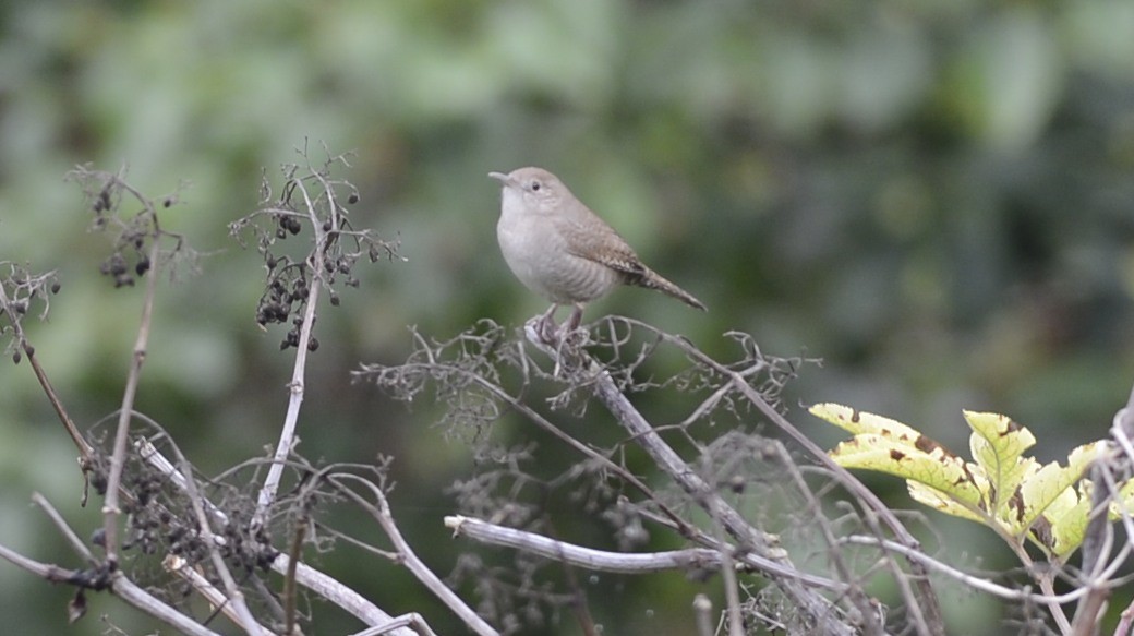 Northern House Wren (Northern) - ML642790004