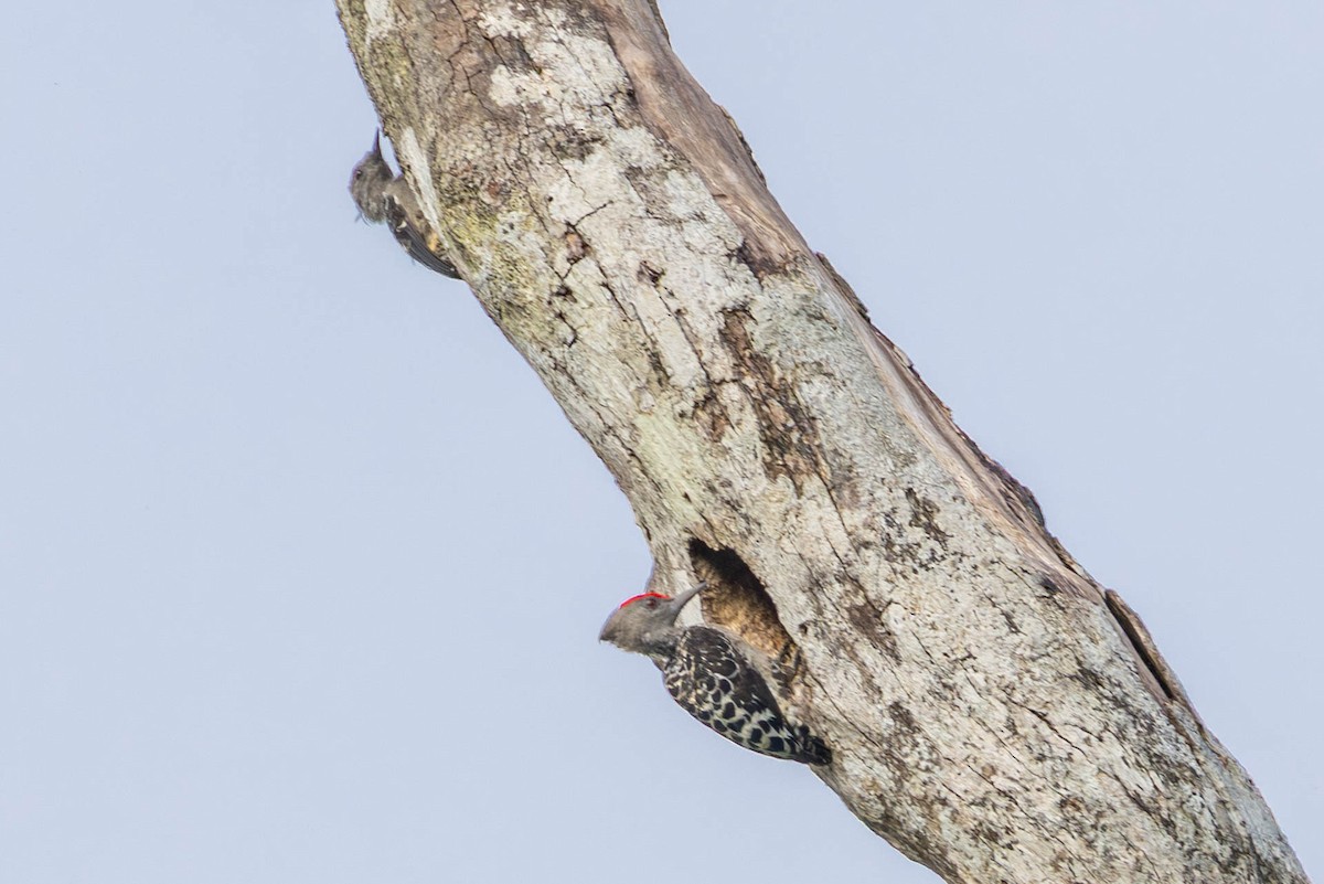 Gray-and-buff Woodpecker - ML642790007